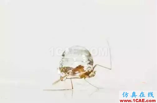 為什么蚊子永遠(yuǎn)不會(huì)被雨砸死?千萬別被孩子問住了!fluent流體分析圖片11