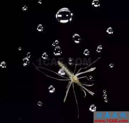 為什么蚊子永遠(yuǎn)不會(huì)被雨砸死?千萬別被孩子問住了!fluent圖片16