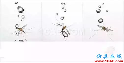 為什么蚊子永遠(yuǎn)不會(huì)被雨砸死?千萬別被孩子問住了!fluent流體分析圖片9