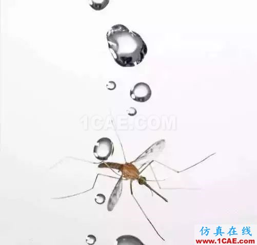 為什么蚊子永遠(yuǎn)不會(huì)被雨砸死?千萬別被孩子問住了!fluent分析案例圖片4
